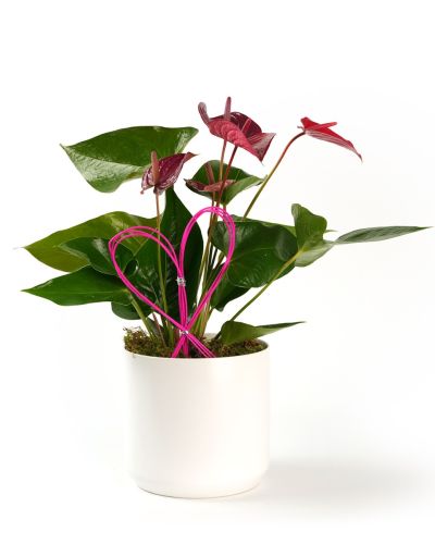 Lovely Anthurium
