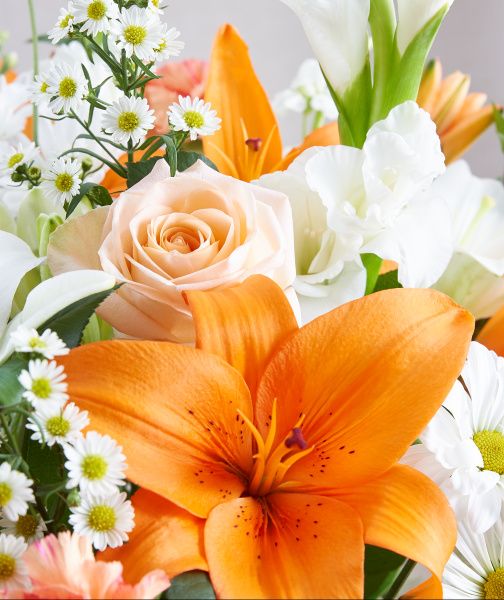 Sincerest Sorrow in Orange & White